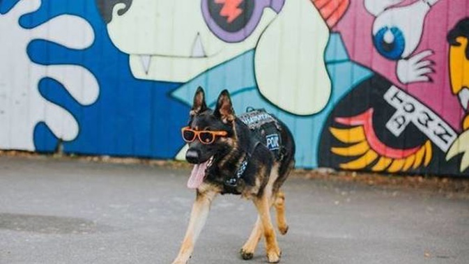 if Ice the police dog gets a sunglasses sponsorship out of this and ends up a canine influencer, then we may have a problem. Photo / NZ Police