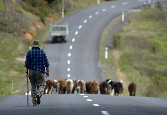 Semi automatic weapons are useful on farms, but they are not a total necessity, writes Rachel Stewart. (Photo / NZ Herald)