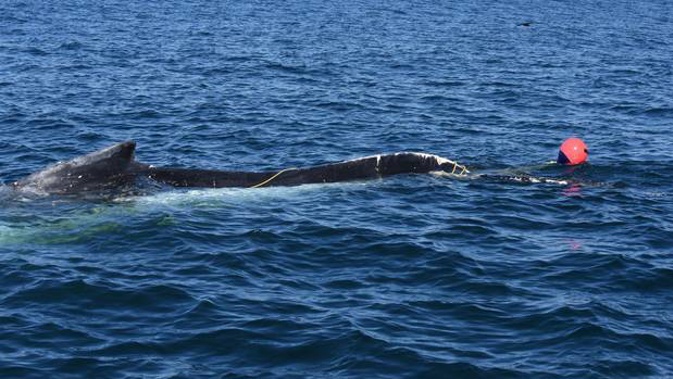 The entangled humpback whale. Photo / Will Rayment/University of Otago