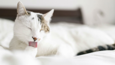 Dr Cath Watson: Should you give your pets Ozempic?