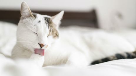 Dr Cath Watson: Should you give your pets Ozempic?