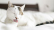 US company Okava investigates the use of weightloss drugs in cats