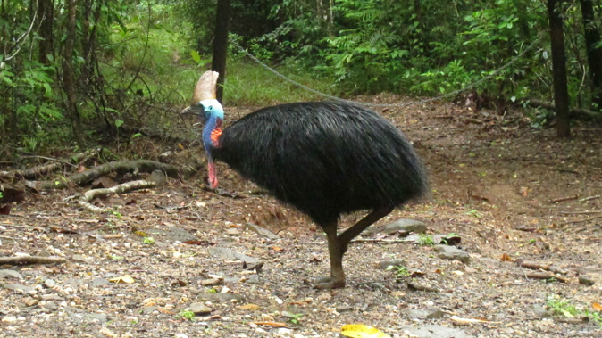 Cassowary are known for their four-inch claws and are hostile towards humans. (Photo / AP - File)
