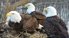 Starr (left), Valor II and Valor I sit over eggs at their Illinois nest. (Photo / Stewards of the Upper Mississippi River Refuge via National Audubon Society)