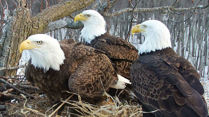 Starr (left), Valor II and Valor I sit over eggs at their Illinois nest. (Photo / Stewards of the Upper Mississippi River Refuge via National Audubon Society)
