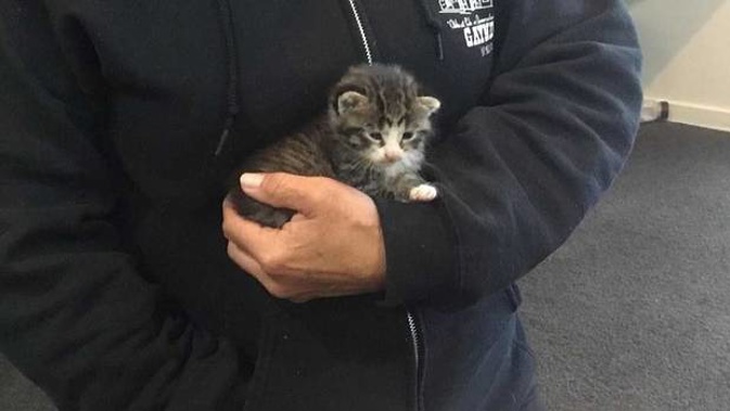 Nathan Gunn rescued this kitten from a drain at his school. (Photo / Supplied)