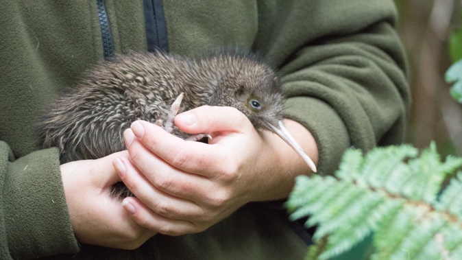 Our national icon, the kiwi, is among 4000 species considered threatened or at risk. Photo / Getty Images.