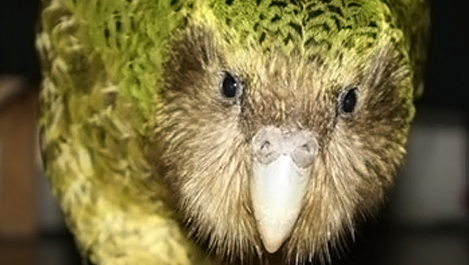 The kakapo is one of the world's most endangered animals. (Photo / File)