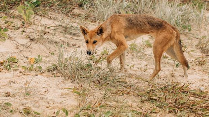 A dingo on a beach of Fraser Island in search of food. Photo / Getty