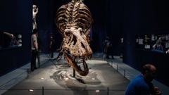 American fossil hunter Alan Detrich wants $3 million for the find, a baby T Rex he calls Son of Samson. Photo / Getty Images. 