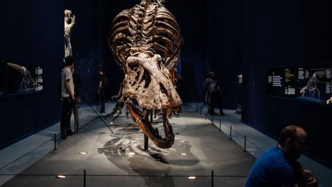 American fossil hunter Alan Detrich wants $3 million for the find, a baby T Rex he calls Son of Samson. Photo / Getty Images.