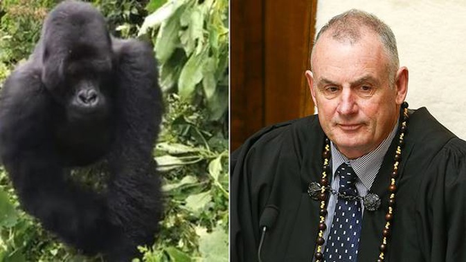Trevor Mallard might be a political animal, but he's met his match after coming a little too close to a silverback gorilla in the Rwandan rainforest. Photo / Trevor Mallard, Getty Images