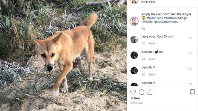 'Don't feed the dingoes.' Photo / Instagram