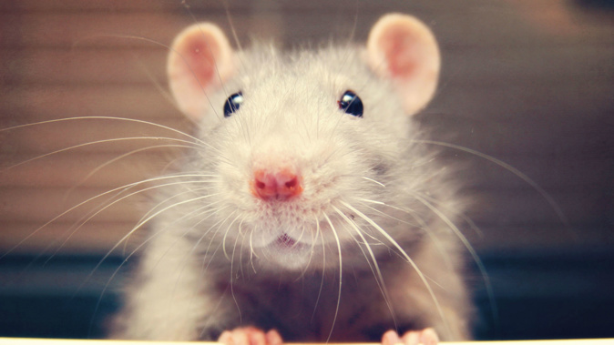A small animal, normally a rat, is dropped into a beaker of water. (Photo / Getty)