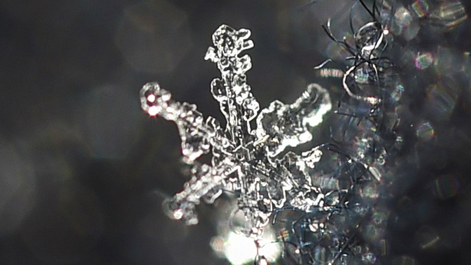 It's not the type of snowflake you're thinking of... (Photo / AP)