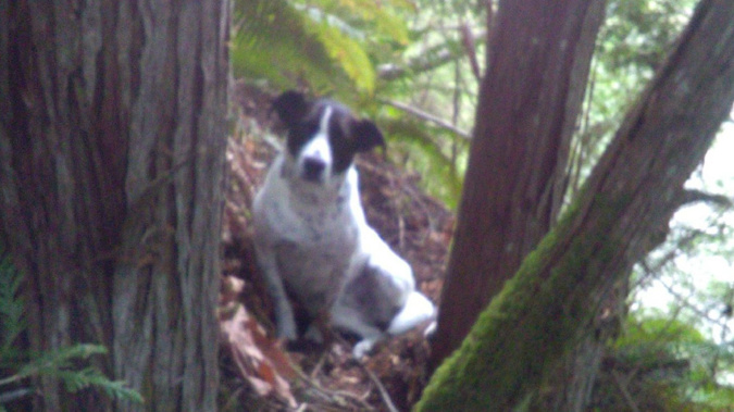 The dog barked until rescuers arrived. (Photo / CNN)