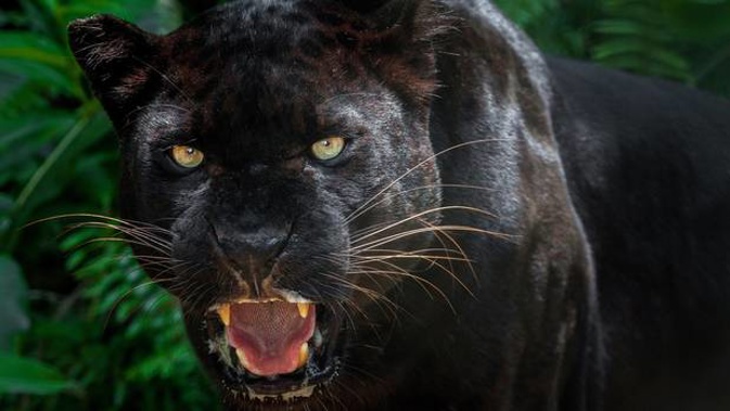 Juliearna Kavanagh says she was stunned when a huge animal leapt across the road last at night. (Photo / 123RF)