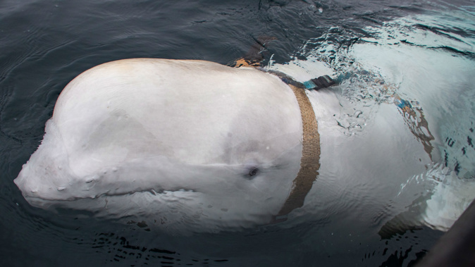 The whale was found by fisherman in Norway. (Photo / CNN)