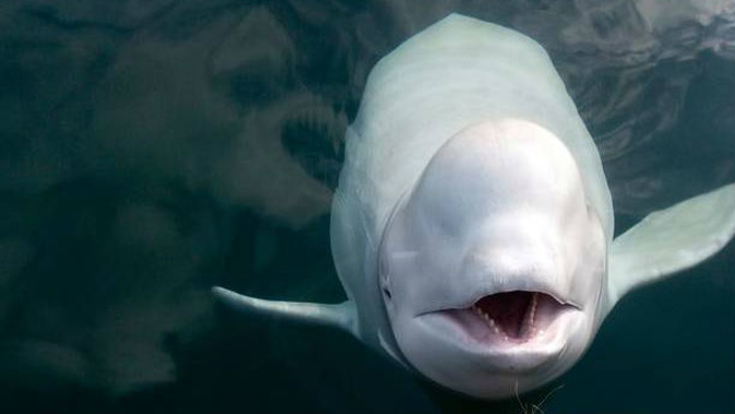 The unnamed beluga whale has become an international and local sensation. (Photo / AP)