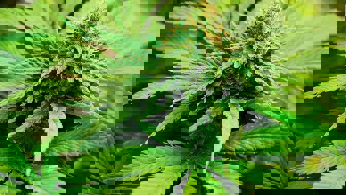 That draft legislation will include: A minimum age of 20 to use and buy recreational cannabis. Photo / File.