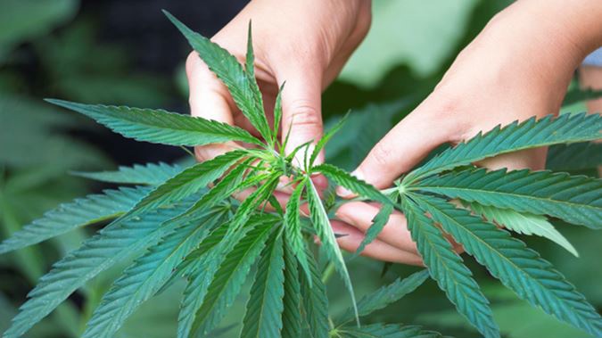 The Government has announced details of next year's referendum on cannabis. Photo / istock.