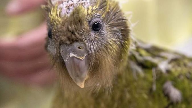 Kakapo chick Espy-1B had brain surgery to correct a deformity. (Photo / Supplied)