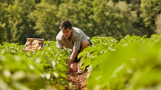 We’re intending to build 20,000 to 25,000 houses all over the rare and precious naturally fertile land in this country. This is madness. Photo / Getty Images.