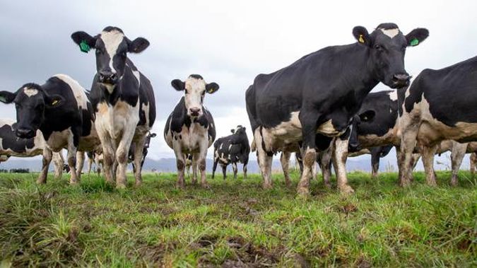 Dry weather and dairy setbacks squeeze Landcorp's forecast earnings by $10 million. (Photo / File)