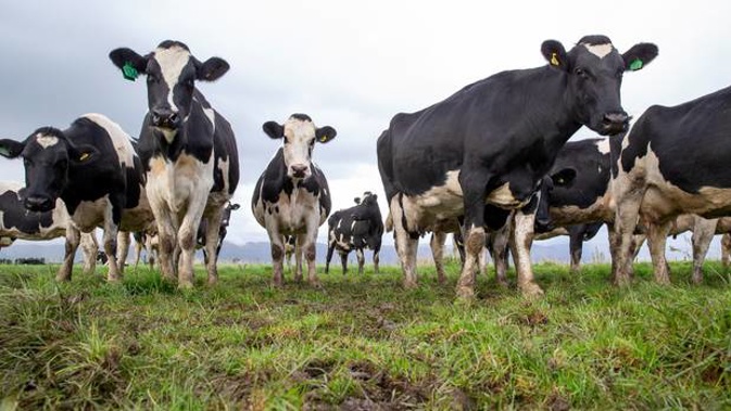 Dry weather and dairy setbacks squeeze Landcorp's forecast earnings by $10 million. (Photo / File)