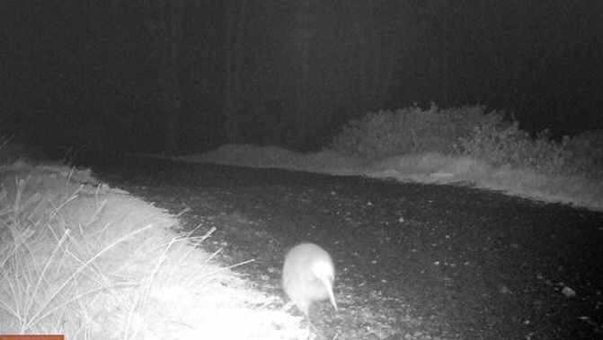 The kiwi is caught on camera crossing the causeway to Rangitoto Island in the early hours of Monday morning. (Photo / Mel Whiting-DOC)