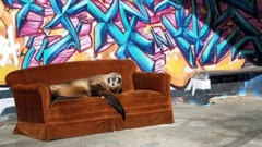 A sea lion reclines in style at Kakanui at the weekend. (Photo / Holly Baylis)