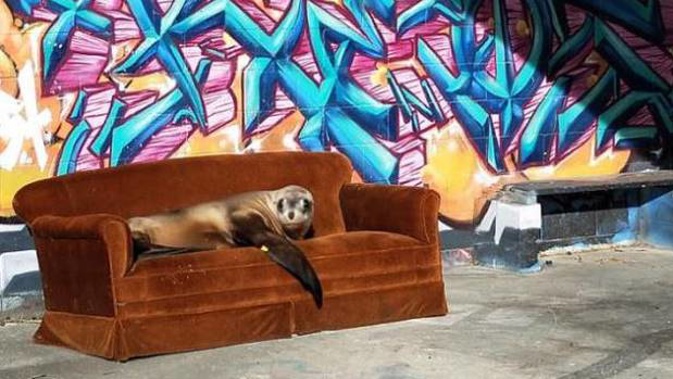 A sea lion reclines in style at Kakanui at the weekend. (Photo / Holly Baylis)
