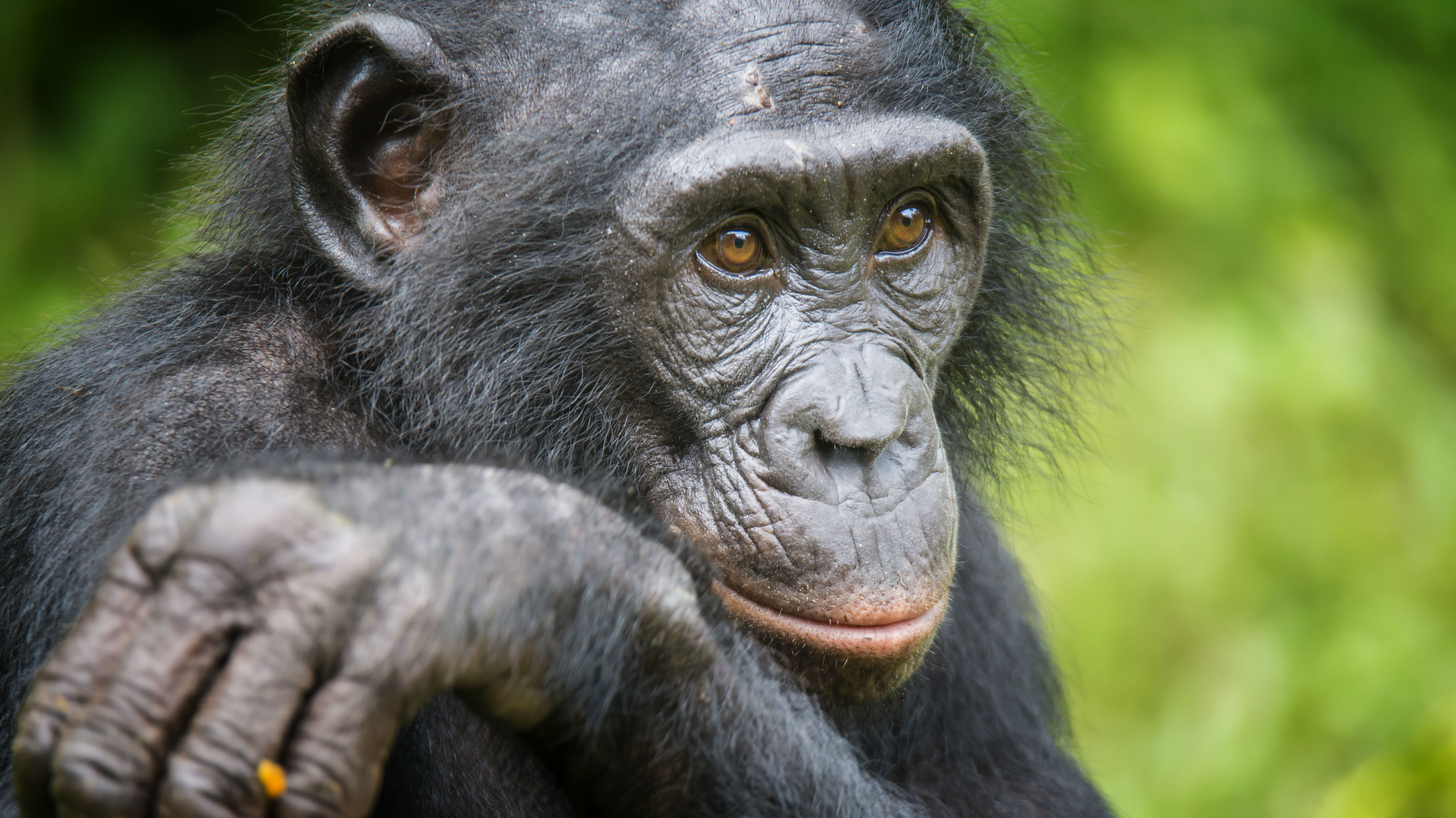 Researchers have found bonobo mothers protect their sons during mating. (Photo / Getty)