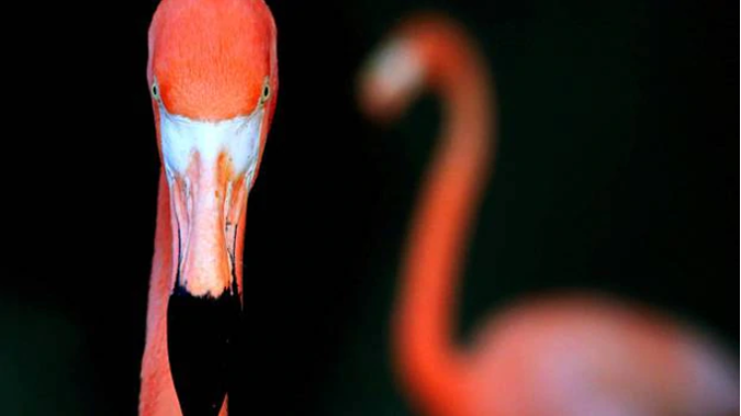 A flamingo at SeaWorld Orlando. (Photo / AP)