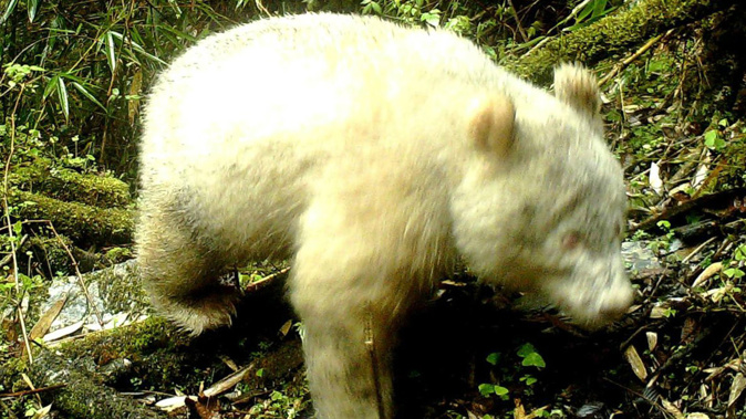 The footage was recorded at the Wolong National Nature Reserve. (Photo / CNN)