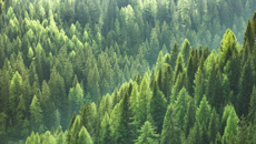 Sally Clegg: Trees for Survival spokesperson on the organisation's bid to plant 1 million more trees by 2030