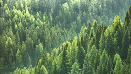 Sally Clegg: Trees for Survival spokesperson on the organisation's bid to plant 1 million more trees by 2030