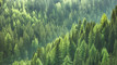 Trees for Survival targets 1 million more trees by 2030
