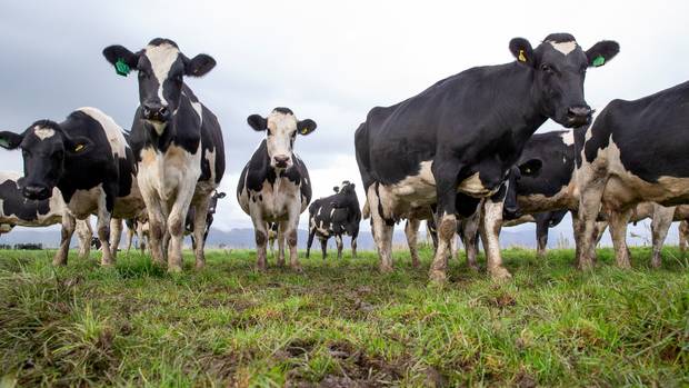 Forecasts show high milk prices as farmers face tightening margins 