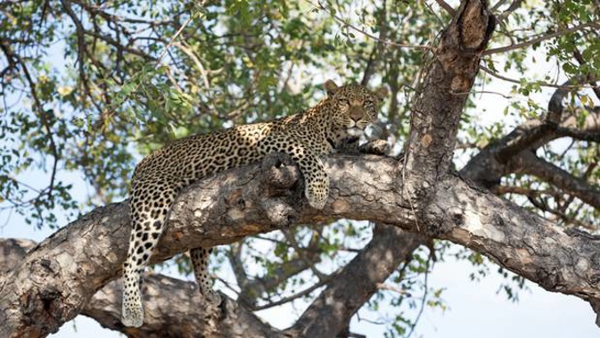 Kruger National Park confirmed that the boy killed by a leopard was the son of a park staffmember. Photo / Getty Images