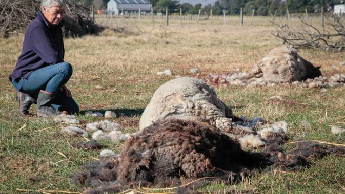 Roz Rowe sits near her sheep which were killed in a dog attack which took place Saturday night or in the early hours of Sunday morning. Photo / Warren Buckland.