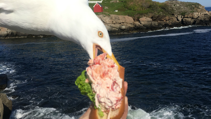 Click! A seagull takes a bite in York, Maine. (Photos / Alicia Jessop, AP)