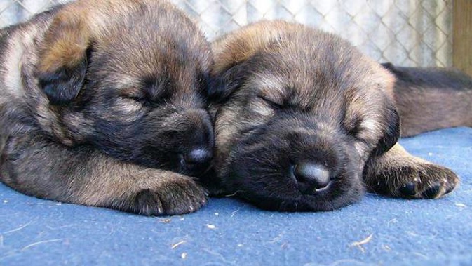 Four-week-old puppies from a litter of NZ Police dogs. (Photo / File)