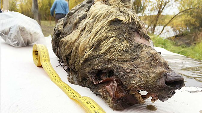 The head was discovered in permafrost. (Photo / via CNN)