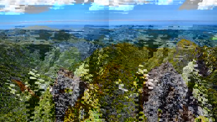 Coromandel Forest Park. (Photograph / 123RF)