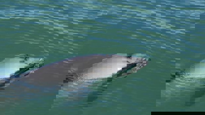 The Maui's dolphin would be better protected under the plan. (Photo / NZ Herald)
