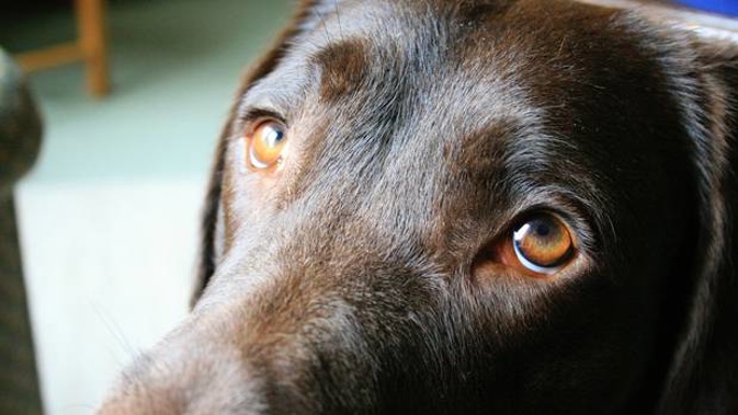 Baska the dog raises her inner eyebrows, making what people think of as "puppy-dog eyes." Photo / Courtesy of the University of Portsmouth