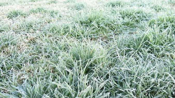 Frosts have blanketed New Zealand this morning as temperatures dipped below zero in many parts of the country. (Photo / Peter de Graaf)