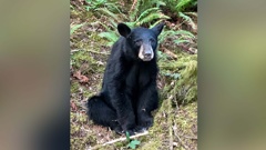 People would regularly take selfies and feed the bear. (Photo / CNN)