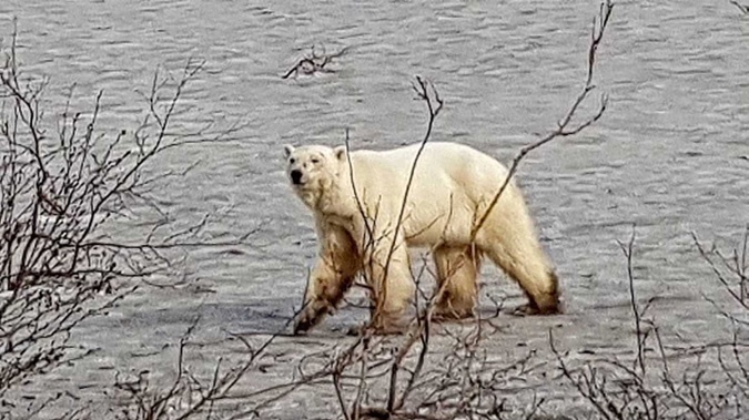 The polar bear is visibily malnourished. (Photo / CNN)
